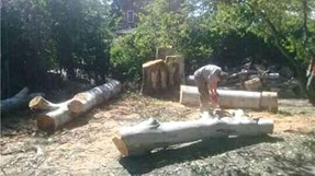 Poda Familiar - Poda y Extracción de Arboles