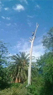 Poda Familiar - Poda y Extracción de Arboles