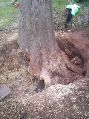 Poda Familiar - Poda y Extracción de Arboles