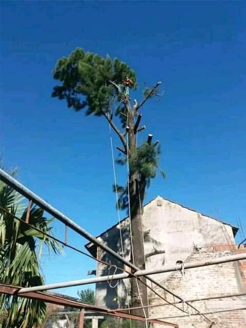 Poda Familiar - Poda y Extracción de Arboles