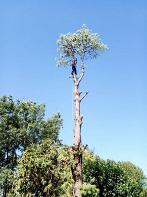 Poda Familiar - Poda y Extracción de Arboles