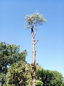 Poda Familiar - Poda y Extracción de Arboles