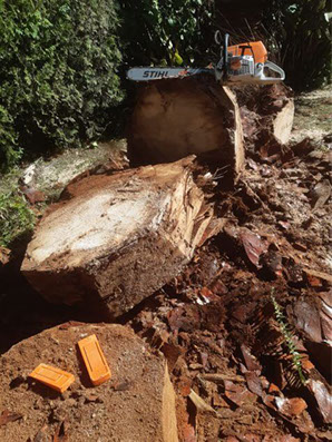 Poda Familiar - Poda y Extracción de Arboles