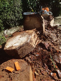 Poda Familiar - Poda y Extracción de Arboles