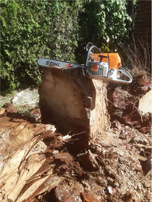 Poda Familiar - Poda y Extracción de Arboles