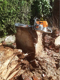 Poda Familiar - Poda y Extracción de Arboles