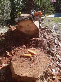 Poda Familiar - Poda y Extracción de Arboles