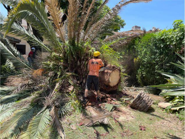 Poda Familiar - Poda y Extracción de Arboles