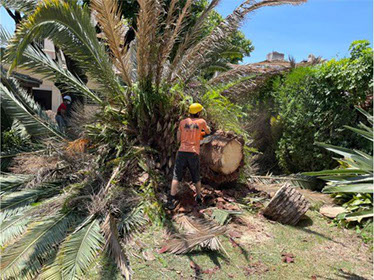 Poda Familiar - Poda y Extracción de Arboles